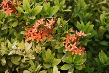 Nisan ayında Ixora chinensis portakal çiçekleriyle çiçek açar. Ixora chinensis, Ixora familyasından bir bitki türü. Khor Fakkan, Sharjah, Birleşik Arap Emirlikleri. 