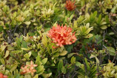 Nisan ayında Ixora chinensis portakal çiçekleriyle çiçek açar. Ixora chinensis, Ixora familyasından bir bitki türü. Khor Fakkan, Sharjah, Birleşik Arap Emirlikleri. 