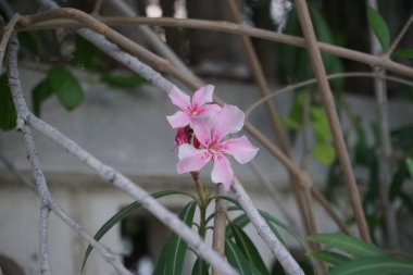Neryum zakkum Nisan 'da çiçek açar. Neryum zakkum ya da zakkum, dünya çapında ılıman ve subtropikal alanlarda bir süs bitkisi olarak yetiştirilmiş bir çalılıktır. Khor Fakkan, Sharjah, Birleşik Arap Emirlikleri. 