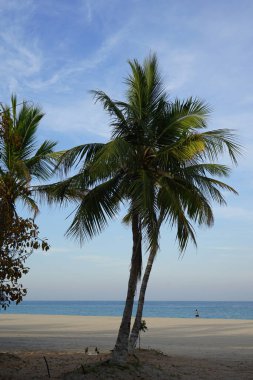 Corvus kuşları Nisan ayında Khor Fakkan 'ın Umman Körfezi kıyısında Cocos nucifera palmiyelerinin altında otururlar. Ev kargası, Corvus splendens, Kızılderili, gri boyunlu, Seylan veya Colombo karga, karga familyasından yaygın bir kuş türüdür. Sharjah, BAE.