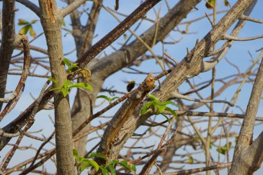 Nisanda Xylocopa aestuan arıları Adansonia Digitata Ağacı yakınlarında uçar. Carpenter Bee, Xylocopa aestuans, Xylocopa veya Koptortosoma aestuans, marangoz arılarının bir türüdür. Khor Fakkan, Sharjah, BAE. 