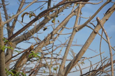 Nisanda Xylocopa aestuan arıları Adansonia Digitata Ağacı yakınlarında uçar. Carpenter Bee, Xylocopa aestuans, Xylocopa veya Koptortosoma aestuans, marangoz arılarının bir türüdür. Khor Fakkan, Sharjah, BAE. 