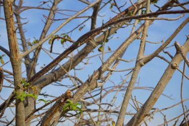 Adansonia Digitata Ağacı Nisan 'da büyüyor. Adansonia digitata, Afrika baobab 'ı, Adansonia cinsinin en yaygın ağaç türüdür. Khor Fakkan, Sharjah, BAE.