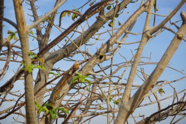 Adansonia Digitata Ağacı Nisan 'da büyüyor. Adansonia digitata, Afrika baobab 'ı, Adansonia cinsinin en yaygın ağaç türüdür. Khor Fakkan, Sharjah, BAE.