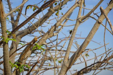 Nisanda Xylocopa aestuan arıları Adansonia Digitata Ağacı yakınlarında uçar. Carpenter Bee, Xylocopa aestuans, Xylocopa veya Koptortosoma aestuans, marangoz arılarının bir türüdür. Khor Fakkan, Sharjah, BAE. 