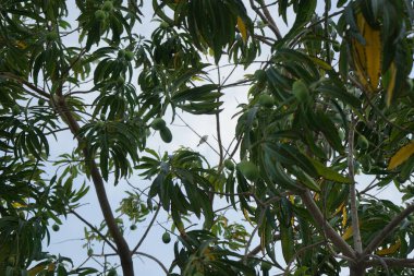 Mangifera indica ve meyveler Nisan 'da yetişir. Mangifera indica, Anacardiaceae familyasından bir çicek türü. Khor Fakkan, Sharjah, BAE. 