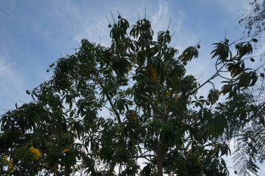 Mangifera indica ve meyveler Nisan 'da yetişir. Mangifera indica, Anacardiaceae familyasından bir çicek türü. Khor Fakkan, Sharjah, BAE. 