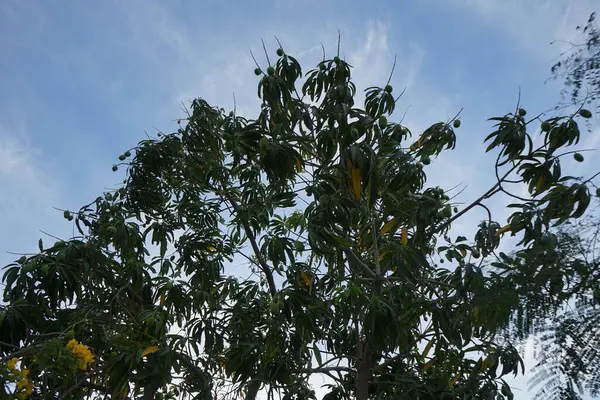 Mangifera indica ve meyveler Nisan 'da yetişir. Mangifera indica, Anacardiaceae familyasından bir çicek türü. Khor Fakkan, Sharjah, BAE. 