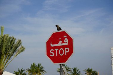 Khor Fakkan, Sharjah, Birleşik Arap Emirlikleri - 18 Nisan 2023: Khor Fakkan şehrinde bir Corvus kuşu 