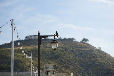 Nisan ayında Khor Fakkan 'da bir Corvus kuşu bir sokak lambasına oturur. Ev kargası, Corvus splendens, Kızılderili, gri boyunlu, Seylan veya Colombo karga, karga familyasından yaygın bir kuş türüdür. BAE.
