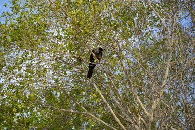 Bir Corvus kuşu Nisan ayında bir Ficus mikrocarpa ağacına oturur. Ev kargası, Corvus splendens, Kızılderili, gri boyunlu, Seylan veya Colombo karga, karga familyasından yaygın bir kuş türüdür. Khor Fakkan, Sharjah, BAE.