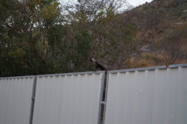 Nisan ayında Khor Fakkan kentindeki gri-beyaz metal bir çitin üzerinde bir Corvus görkemli bir kuş oturmaktadır. Ev kargası, Corvus splendens, Kızılderili, gri boyunlu, Seylan veya Colombo karga, karga familyasından yaygın bir kuş türüdür. Sharjah, BAE.