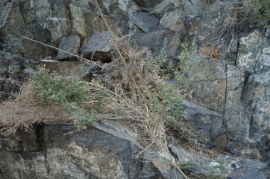 Nisan ayında pembe çiçekli Tephrosia purpurea ve kabuk benzeri tohumlar yetişir. Tephrosia purpurea, Fabaceae familyasından bir bitki türü. Khor Fakkan, Sharjah, BAE. 