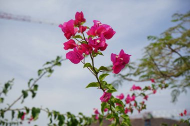 Nisan ayında Bougainvillea glabra mor-kırmızı çiçeklerle çiçek açar. Bougainvillea glabra, kartonpiyergiller (Bougainvillea) familyasından bir glabra türü. Khor Fakkan, Sharjah, Birleşik Arap Emirlikleri.      