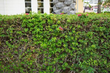 Nisan ayında Bougainvillea glabra çalı çiçekleri mor-kırmızı çiçeklerle açar. Bougainvillea glabra, kartonpiyergiller (Bougainvillea) familyasından bir glabra türü. Khor Fakkan, Sharjah, Birleşik Arap Emirlikleri.