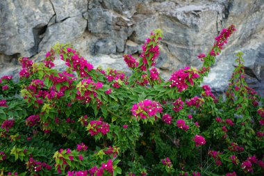Nisan ayında Bougainvillea glabra mor-kırmızı çiçeklerle çiçek açar. Bougainvillea glabra, kartonpiyergiller (Bougainvillea) familyasından bir glabra türü. Khor Fakkan, Sharjah, Birleşik Arap Emirlikleri.  
