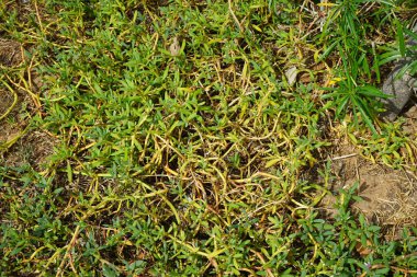 Sesuvium portulastrum Nisan ayında pembe çiçeklerle çiçek açar. Sesuvium portulacastrum, Aizoaceae familyasından bir bitki türü. Khor Fakkan, Sharjah, Birleşik Arap Emirlikleri.