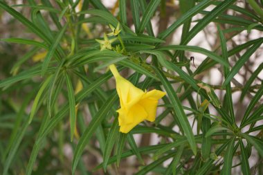 Cascabela Nisan ayında sarı çiçeklerle çiçek açar. Cascabela thevetia, Thevetia peruviana, sarı zakkum, zehirli bir bitkidir ve süs olarak yetiştirilmiştir. Khor Fakkan, Sharjah, Birleşik Arap Emirlikleri. 