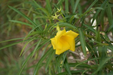 Cascabela Nisan ayında sarı çiçeklerle çiçek açar. Cascabela thevetia, Thevetia peruviana, sarı zakkum, zehirli bir bitkidir ve süs olarak yetiştirilmiştir. Khor Fakkan, Sharjah, Birleşik Arap Emirlikleri. 