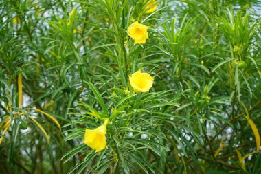 Cascabela Nisan ayında sarı çiçeklerle çiçek açar. Cascabela thevetia, Thevetia peruviana, sarı zakkum, zehirli bir bitkidir ve süs olarak yetiştirilmiştir. Khor Fakkan, Sharjah, Birleşik Arap Emirlikleri. 