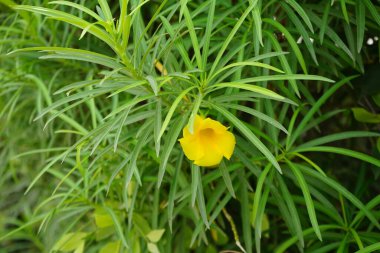 Cascabela Nisan ayında sarı çiçeklerle çiçek açar. Cascabela thevetia, Thevetia peruviana, sarı zakkum, zehirli bir bitkidir ve süs olarak yetiştirilmiştir. Khor Fakkan, Sharjah, Birleşik Arap Emirlikleri. 