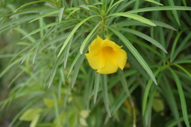 Cascabela Nisan ayında sarı çiçeklerle çiçek açar. Cascabela thevetia, Thevetia peruviana, sarı zakkum, zehirli bir bitkidir ve süs olarak yetiştirilmiştir. Khor Fakkan, Sharjah, Birleşik Arap Emirlikleri. 