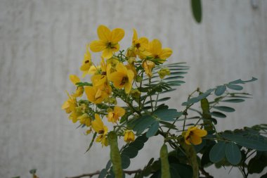 Senna surattensis Nisan ayında sarı çiçeklerle çiçek açar. Senna surattensis, parlak duşlar, çırpılmış yumurta ağacı, parlak duşlar, altın Senna, glaucous Cassia, gün ışığı ağacı, gür Cassia, baklagiller familyasından bir bitki türüdür. Khor Fakkan. 