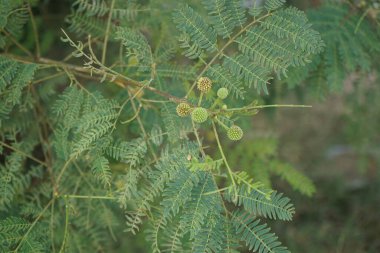 Nisan ayında çiçek ve meyveli Leucaena löcocephala büyür. Leucaena löcocephala, jumbay, inci gerdanlık, beyaz kurşun ağacı, nehir demirhindi, ipil-ipil, tan-tan, küçük hızlı büyüyen bir mimozoid ağacıdır. Khor Fakkan, Sharjah, Birleşik Arap Emirlikleri. 