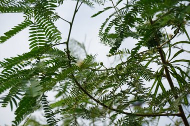Nisan ayında çiçek ve meyveli Leucaena löcocephala büyür. Leucaena löcocephala, jumbay, inci gerdanlık, beyaz kurşun ağacı, nehir demirhindi, ipil-ipil, tan-tan, küçük hızlı büyüyen bir mimozoid ağacıdır. Khor Fakkan, Sharjah, Birleşik Arap Emirlikleri. 