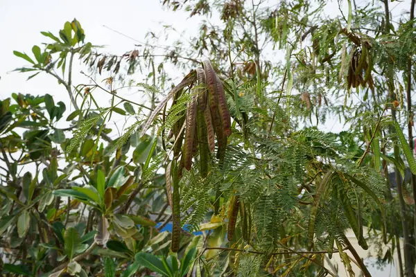 Nisan ayında çiçek ve meyveli Leucaena löcocephala büyür. Leucaena löcocephala, jumbay, inci gerdanlık, beyaz kurşun ağacı, nehir demirhindi, ipil-ipil, tan-tan, küçük hızlı büyüyen bir mimozoid ağacıdır. Khor Fakkan, Sharjah, Birleşik Arap Emirlikleri. 