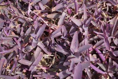 Nisanda mor yapraklı Tradescantia pallida yetişir. Tradescantia pallida, mor salgı, mor kalp veya mor kraliçe örümcekgiller familyasından bir örümcek otudur. Khor Fakkan, Sharjah, Birleşik Arap Emirlikleri.