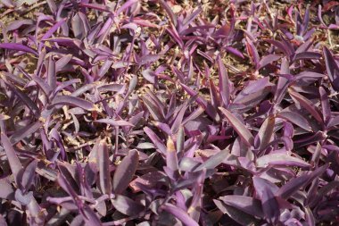 Nisanda mor yapraklı Tradescantia pallida yetişir. Tradescantia pallida, mor salgı, mor kalp veya mor kraliçe örümcekgiller familyasından bir örümcek otudur. Khor Fakkan, Sharjah, Birleşik Arap Emirlikleri.