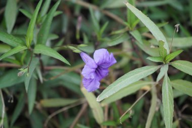 Ruellia Simplex Nisan ayında mor çiçeklerle çiçek açar. Ruellia simplex, Meksika petunyası, Meksika 'nın BlueBell veya Britton' un vahşi petunyası, çiçekli bir bitki türüdür. Khor Fakkan, Sharjah, Birleşik Arap Emirlikleri. 