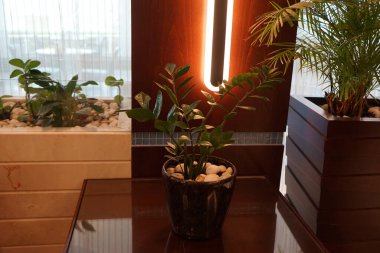 Zamioculcas zamiifolia, kapalı bir masadaki saksıda yetişiyor. Zamioculcas, Araceae familyasından Zamioculcas zamiifolia familyasından bir bitki cinsidir. Khor Fakkan, Sharjah, BAE.