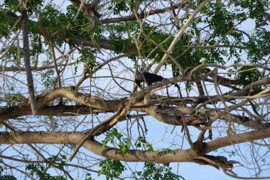 Bir Corvus kuşunu görkemli bir şekilde Nisan ayında bir Moringa oleifera ağacında oturur. Ev kargası, Corvus splendens, Kızılderili, gri boyunlu, Seylan veya Colombo karga, karga familyasından yaygın bir kuş türüdür. Khor Fakkan, Sharjah, BAE. 