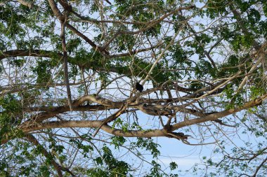 Bir Corvus kuşunu görkemli bir şekilde Nisan ayında bir Moringa oleifera ağacında oturur. Ev kargası, Corvus splendens, Kızılderili, gri boyunlu, Seylan veya Colombo karga, karga familyasından yaygın bir kuş türüdür. Khor Fakkan, Sharjah, BAE. 