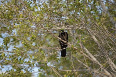Bir Corvus kuşu Nisan ayında bir Ficus mikrocarpa ağacına oturur. Ev kargası, Corvus splendens, Kızılderili, gri boyunlu, Seylan veya Colombo karga, karga familyasından yaygın bir kuş türüdür. Khor Fakkan, Sharjah, BAE.