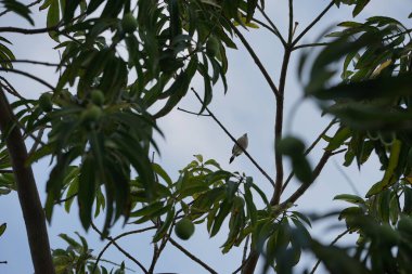 Euodice Malabarica kuşu Nisan ayında bir Mangifera indica ağacında oturur. Hint gümüşgagası (