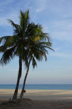 Nisan ayında Khor Fakkan 'ın Umman Körfezi kıyısında Cocos nucifera palmiyelerinin altında bir Corvus görkemli bir kuş oturmaktadır. Ev kargası, Corvus splendens, Kızılderili, gri boyunlu, Seylan veya Colombo karga, karga familyasından yaygın bir kuş türüdür. BAE. 