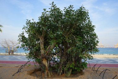 Nisan ayında Umman Körfezi kıyısında Ficus kordatası yetişir. Ficus cordata, Namaqua rock inciri ya da Namaqua inciri incirinin bir türüdür. Khor Fakkan, Sharjah, Birleşik Arap Emirlikleri. 