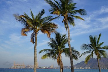 Cocos nucifera ağaçları Nisan ayında Khor Fakkan 'ın Umman Körfezi kıyısında yetişir. Hindistan cevizi ağacı, Cocos nucifera palmiye ağacının bir üyesidir. Şeriat, Birleşik Arap Emirlikleri.                                