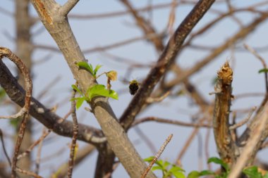 Nisanda Xylocopa aestuan arıları Adansonia Digitata Ağacı yakınlarında uçar. Carpenter Bee, Xylocopa aestuans, Xylocopa veya Koptortosoma aestuans, marangoz arılarının bir türüdür. Khor Fakkan, Sharjah, BAE.                                  