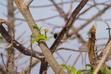 Nisanda Xylocopa aestuan arıları Adansonia Digitata Ağacı yakınlarında uçar. Carpenter Bee, Xylocopa aestuans, Xylocopa veya Koptortosoma aestuans, marangoz arılarının bir türüdür. Khor Fakkan, Sharjah, BAE.                                  