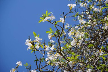 Tabebuia pallida Nisan ayında çiçek açar. Tabebuia pallida, Tabebuia heterophylla subsp. Pallida, Cedar, Pourier blanc, beyaz sedir, Küba pembe trompet ağacı, Tabebuia 'nın bir türüdür. Khor Fakkan, Sharjah, Birleşik Arap Emirlikleri.