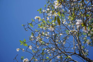 Tabebuia pallida Nisan ayında çiçek açar. Tabebuia pallida, Tabebuia heterophylla subsp. Pallida, Cedar, Pourier blanc, beyaz sedir, Küba pembe trompet ağacı, Tabebuia 'nın bir türüdür. Khor Fakkan, Sharjah, Birleşik Arap Emirlikleri.