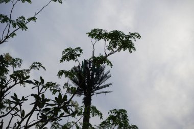 Bir Corvus kuşu Nisan ayında çiçek açan bir Plumeria obtusa bitkisinin yanındaki Moringa oleifera ağacında oturur ve arka planda dekoratif palmiye şeklinde bir anten bulunur. Ev kargası, Corvus splendens, karga familyasının yaygın bir kuşudur. Khor Fakkan. 