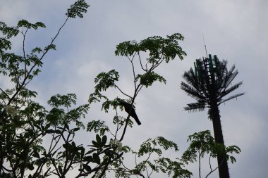 Bir Corvus kuşu Nisan ayında çiçek açan bir Plumeria obtusa bitkisinin yanındaki Moringa oleifera ağacında oturur ve arka planda dekoratif palmiye şeklinde bir anten bulunur. Ev kargası, Corvus splendens, karga familyasının yaygın bir kuşudur. Khor Fakkan. 