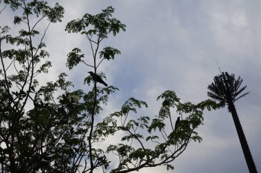 Corvus kuşları Nisan ayında çiçek açan bir Plumeria obtusa bitkisinin yanındaki Moringa koleifera ağacına dekoratif palmiye şeklinde bir antenle tünemiştir. Ev kargası, Corvus splendens, sıradan bir kuştur. Khor Fakkan, Sharjah, Birleşik Arap Emirlikleri. 