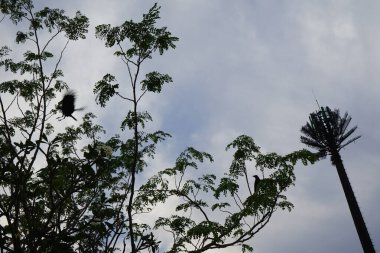 Corvus kuşları Nisan ayında çiçek açan bir Plumeria obtusa bitkisinin yanındaki Moringa koleifera ağacına dekoratif palmiye şeklinde bir antenle tünemiştir. Ev kargası, Corvus splendens, sıradan bir kuştur. Khor Fakkan, Sharjah, Birleşik Arap Emirlikleri. 