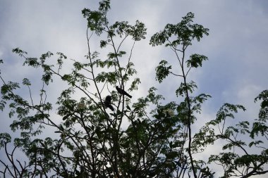 Corvus kuşları Nisan ayında çiçek açan Plumeria obtusa 'nın yanındaki Moringa oleifera ağacında otururlar. Ev kargası, Corvus splendens, kızılderili, gri boyunlu, karga familyasının yaygın bir kuşudur. Khor Fakkan, Sharjah, Birleşik Arap Emirlikleri. 